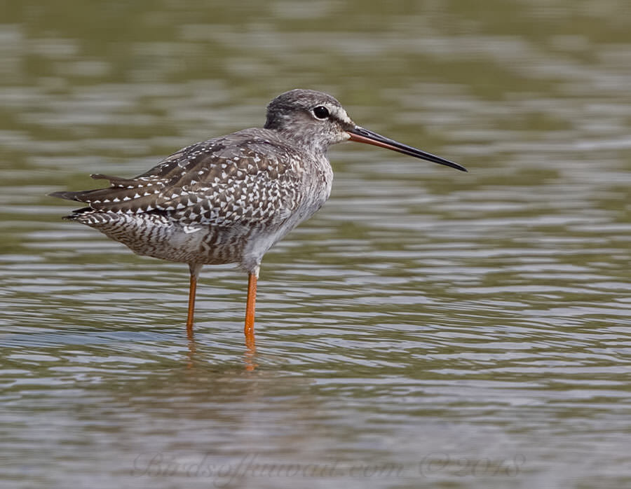 Spotted Redshank standing in water