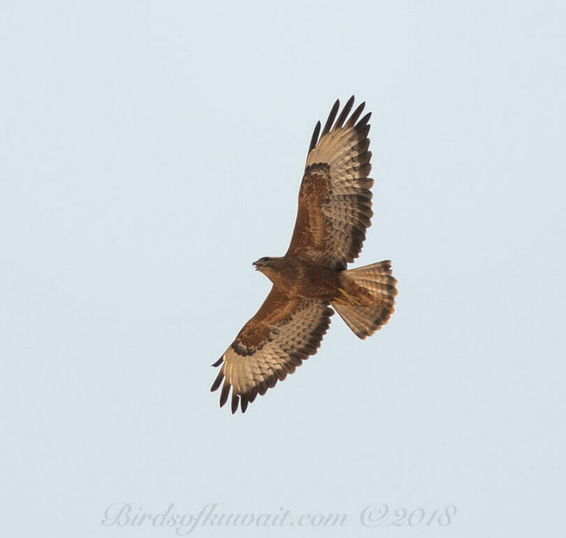 Common Buzzard in flight