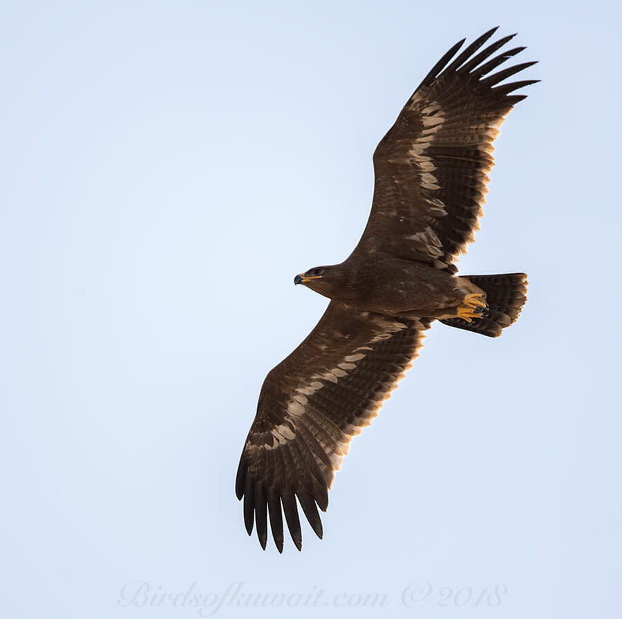 Steppe EagleAquila nipalensis