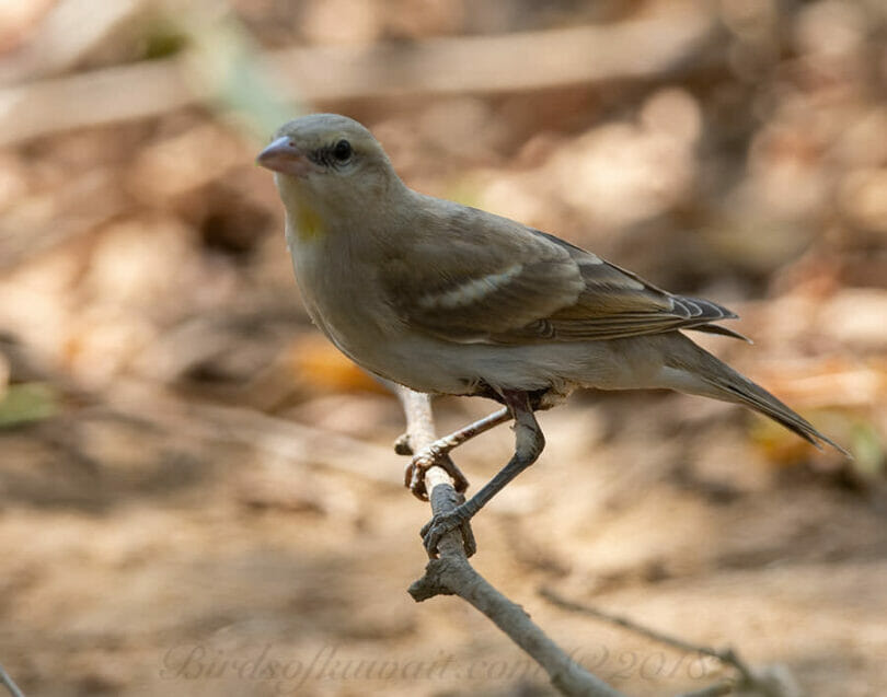 Yellow-throated Sparrow perched on a branch of a tree
