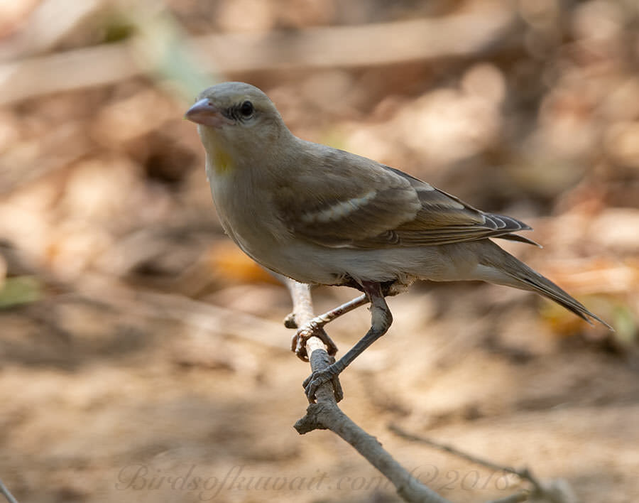 Yellow-throated Sparrow perched on a branch of a tree
