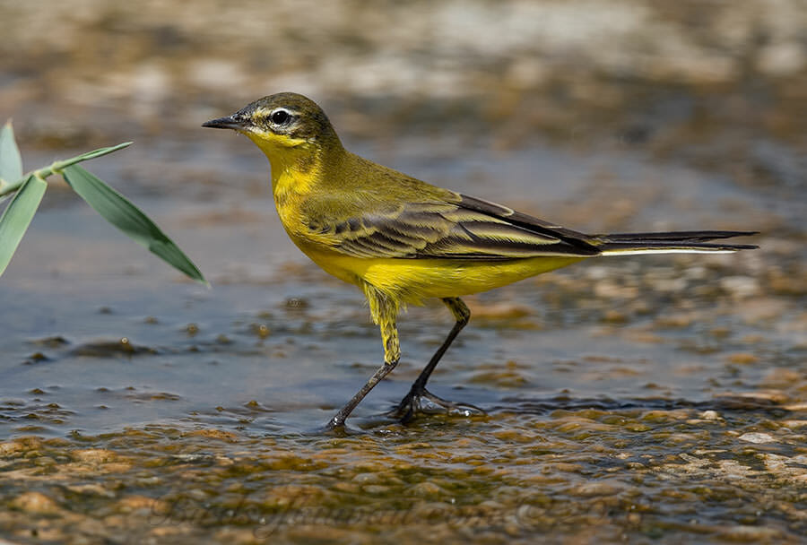 Sykes's Wagtail Motacilla (flava) beema