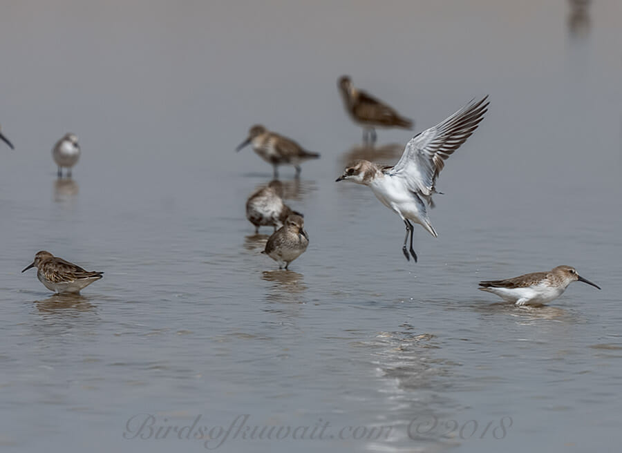 Lesser Sand Plover landing in water