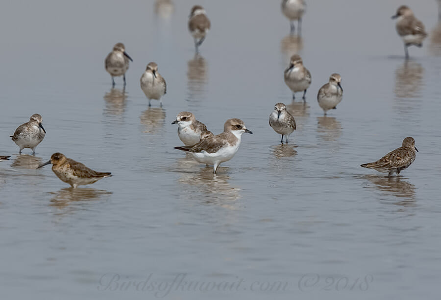 Lesser Sand Plover Anarhynchus atrifrons