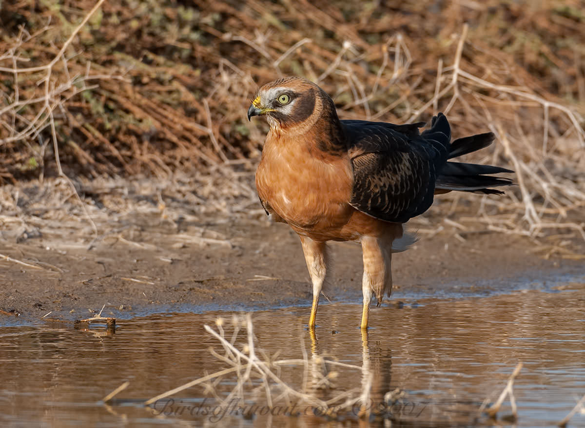 Pallid Harrier standing in water