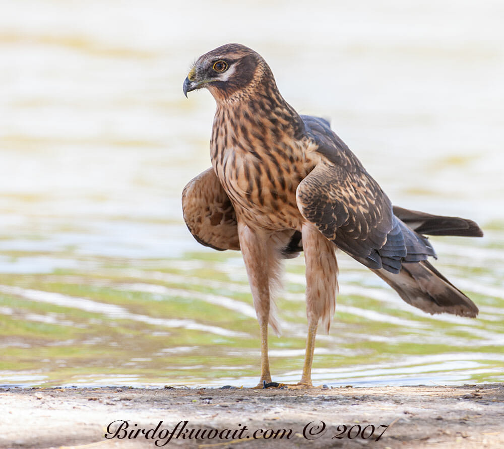 Pallid Harrier Circus macrourus