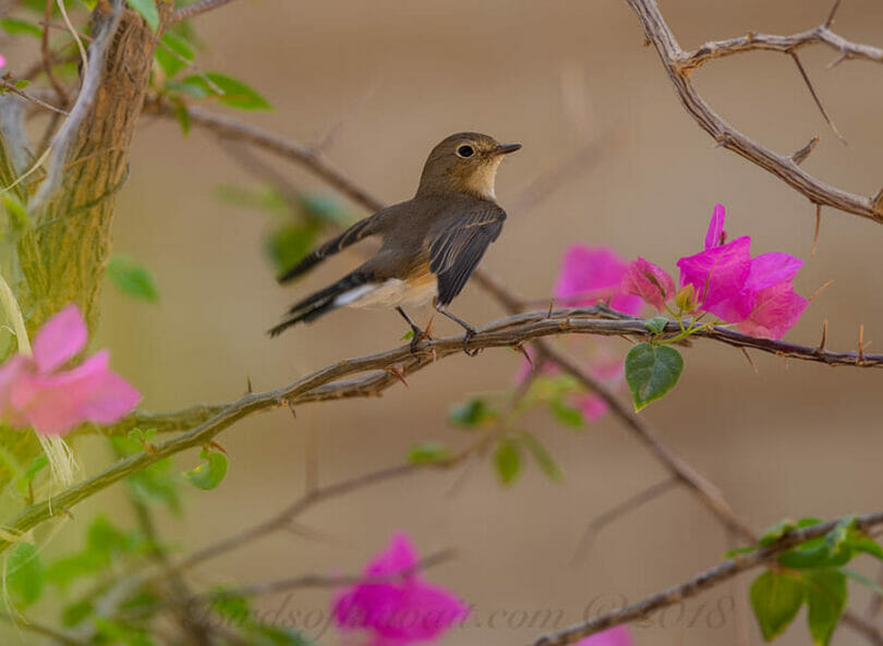 Red-breasted Flycatcher perched on a branch of a tree