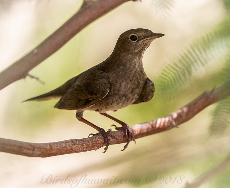 Thrush Nightingale Luscinia luscinia