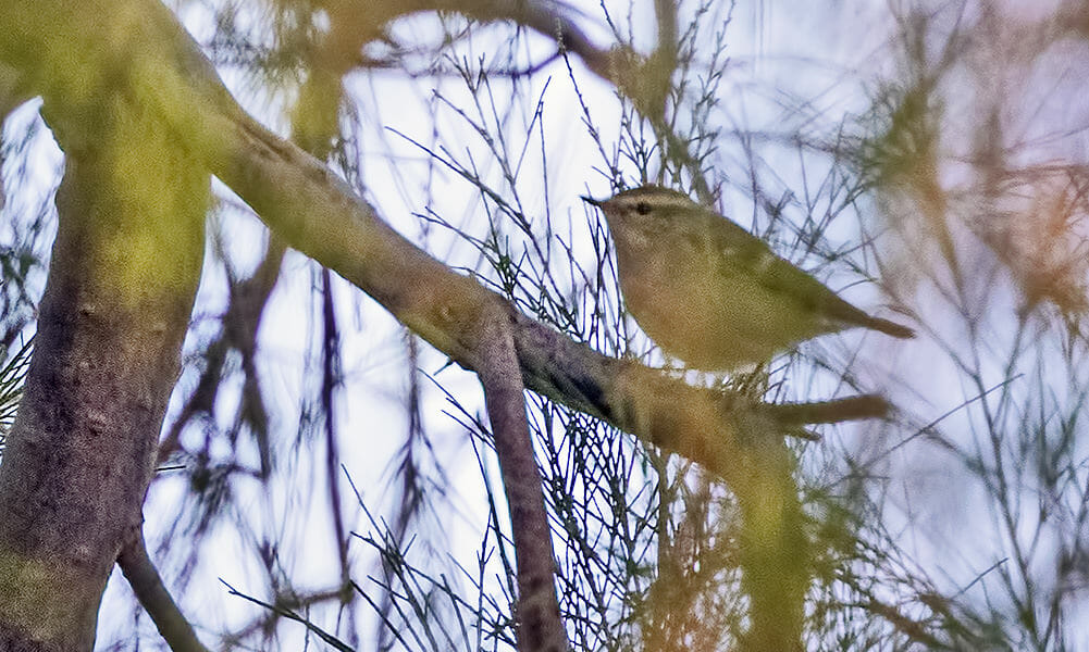 Hume’s Leaf Warbler perched on a tree
