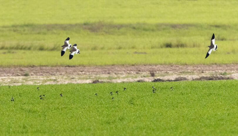 3 White-tailed Lapwings in flight