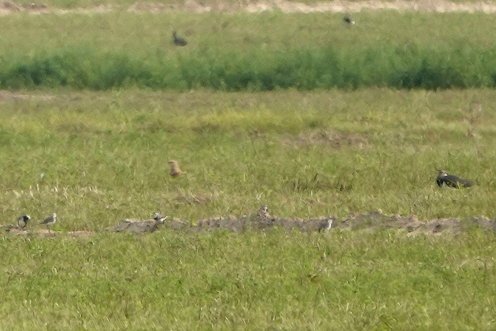 Pin-tailed Sandgrouse perched on grass