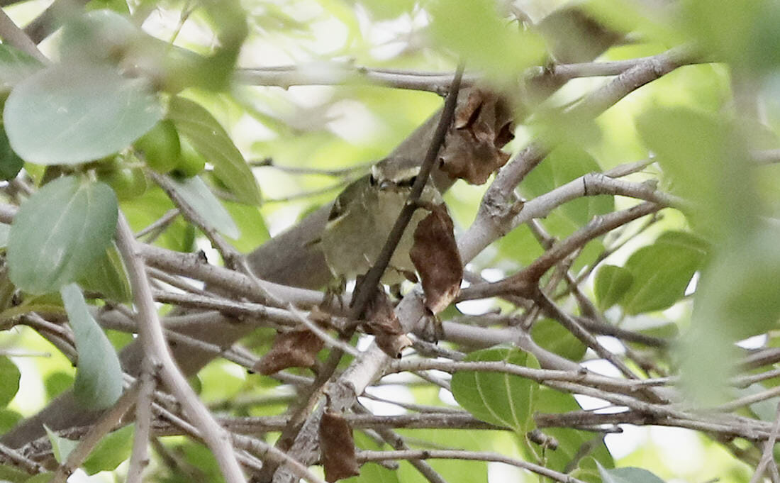 Hume’s Leaf Warbler perched on a tree