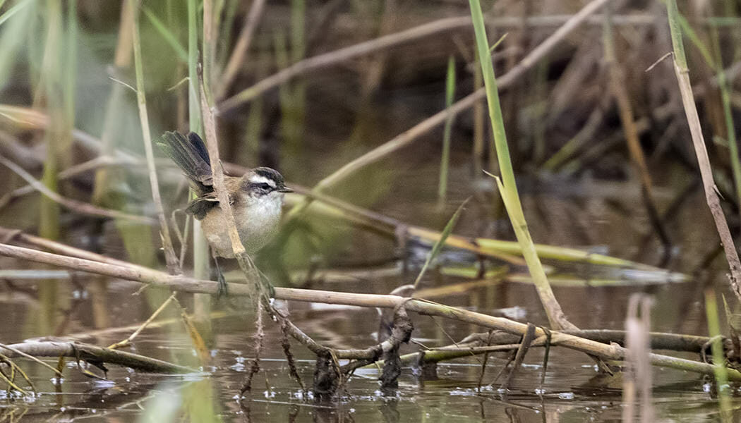 Moustached Warbler on a reed stem