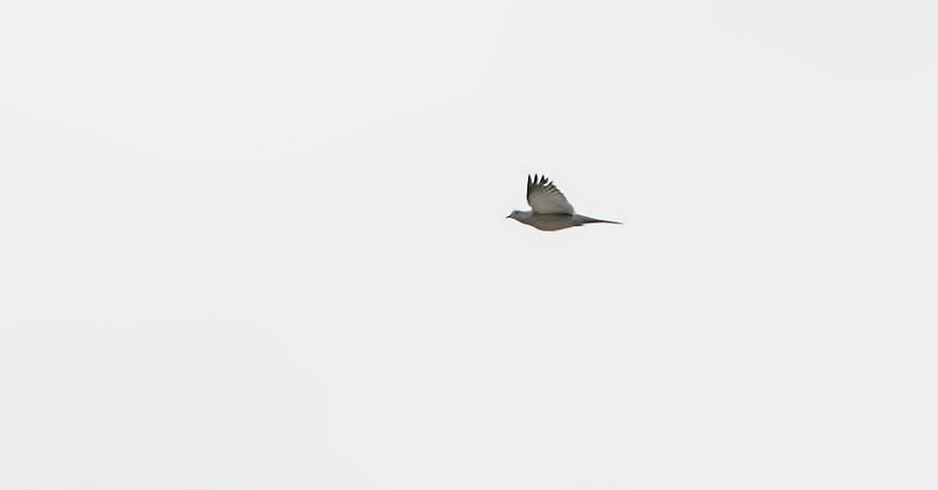 Stock Dove in flight
