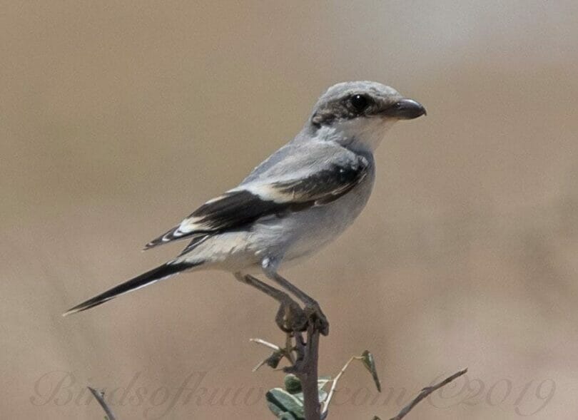 Juvenile Arabian Grey Shrike perched on a branch of a tree
