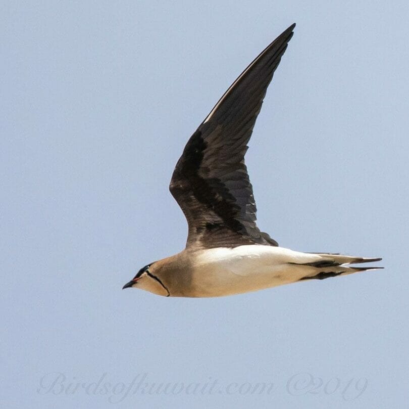 Black-winged Pratincole in flight