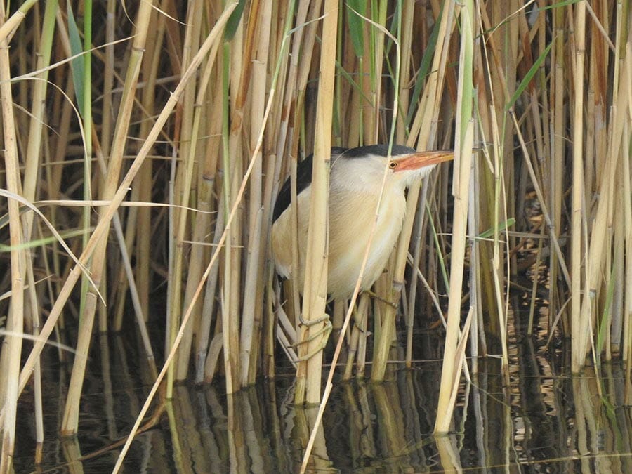 Little Bittern Ixobrychus minutus