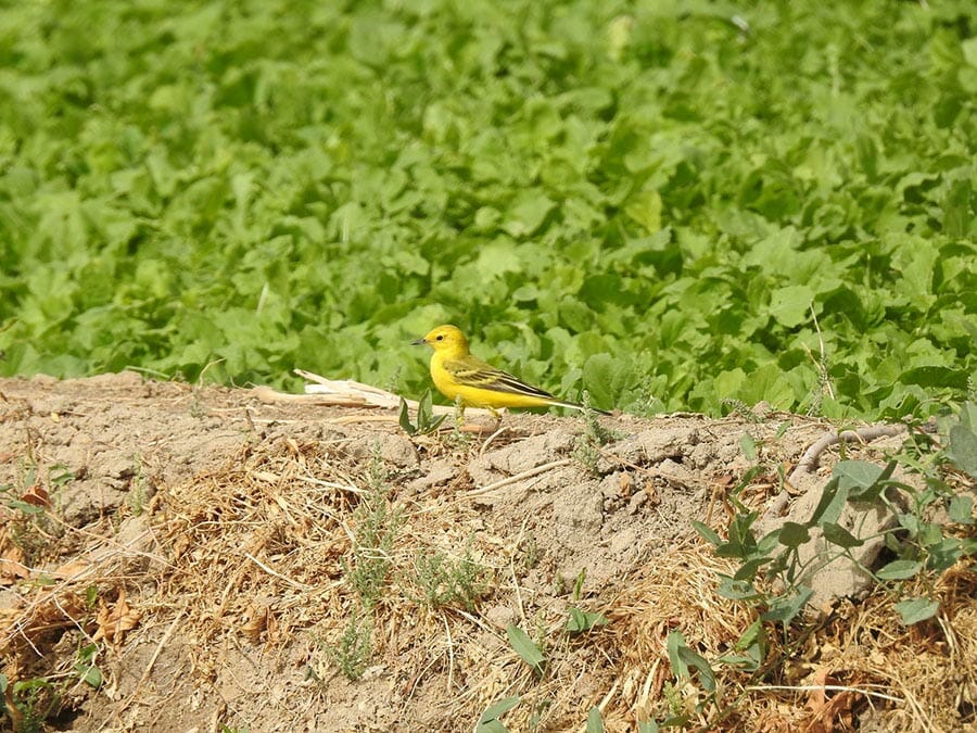 Yellow-headed Wagtail Motacilla (flava) lutea