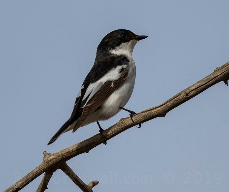 Semi-collared Flycatcher Ficedula semitorquata