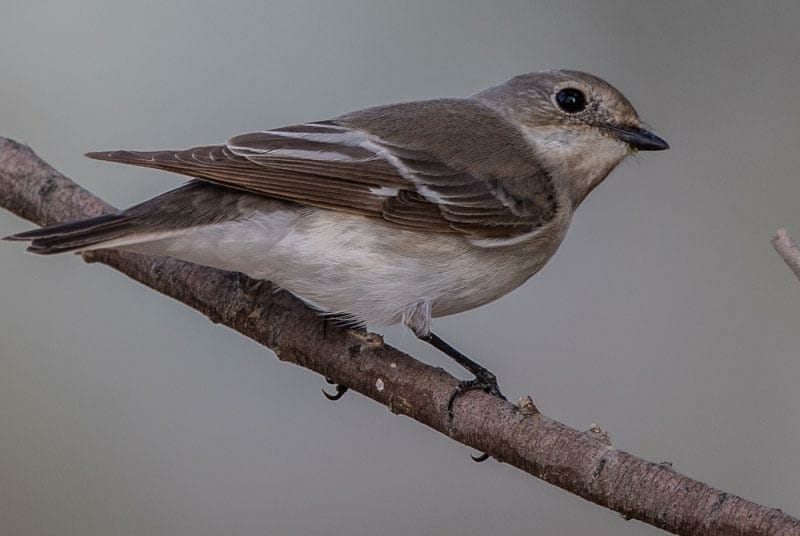 Semi-collared Flycatcher Ficedula semitorquata