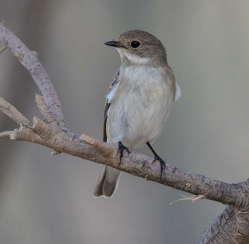 Semi-collared Flycatcher perched on a branch of a tree