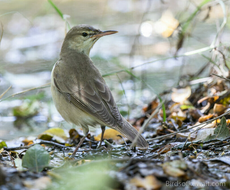Basra Reed Warbler Acrocephalus griseldis