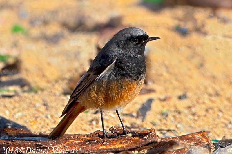 Asian Black Redstart on ground