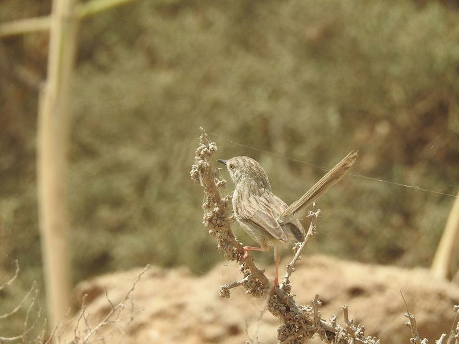 Delicate Prinia perched on a branch of a tree
