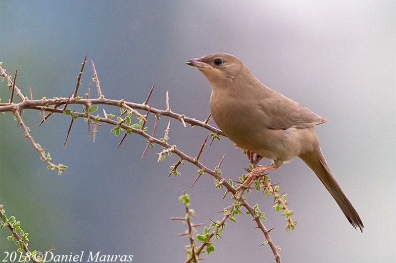 Hypocolius perched on a branch of a tree