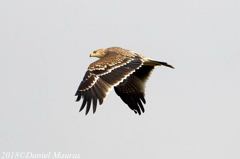 Eastern Imperial Eagle in flight
