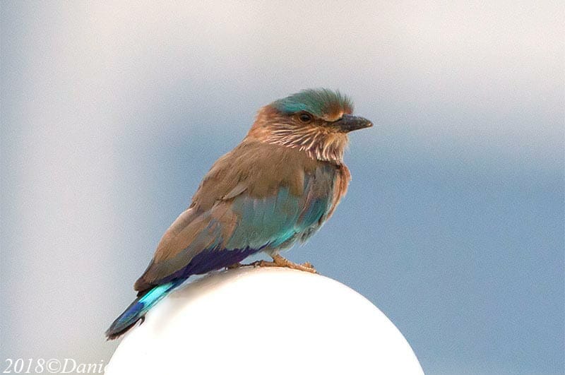 Indian Roller standing on light post