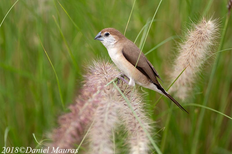 Indian Silverbill sitting on grass