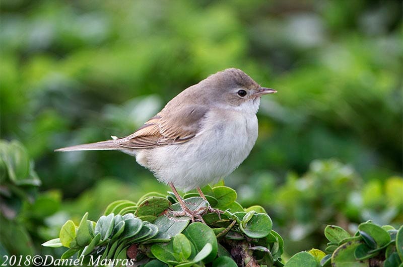Common Whitethroat sitting on plants