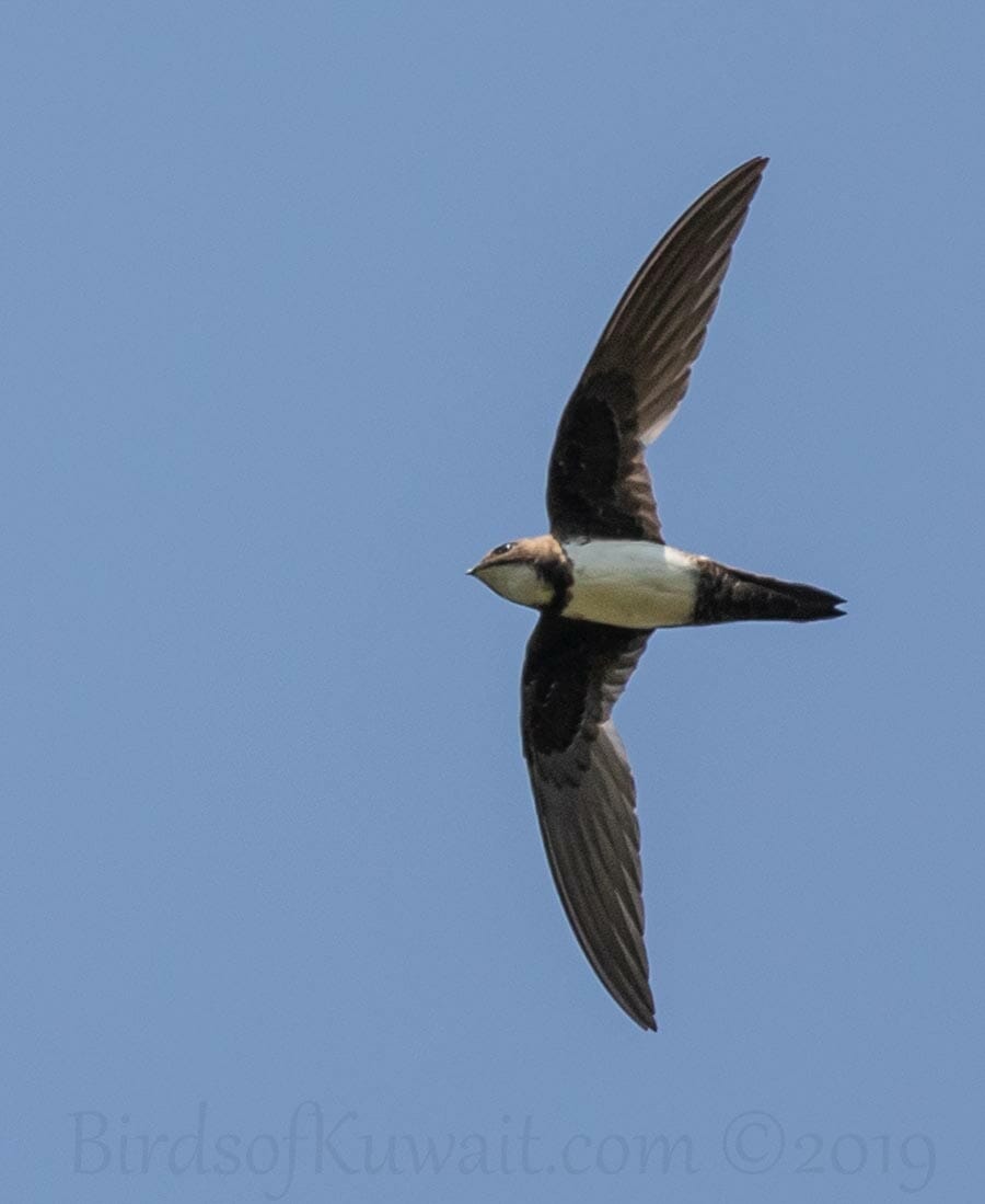Alpine Swift in flight