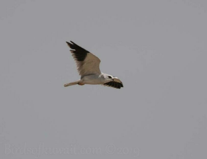 Black-winged Kite in flight
