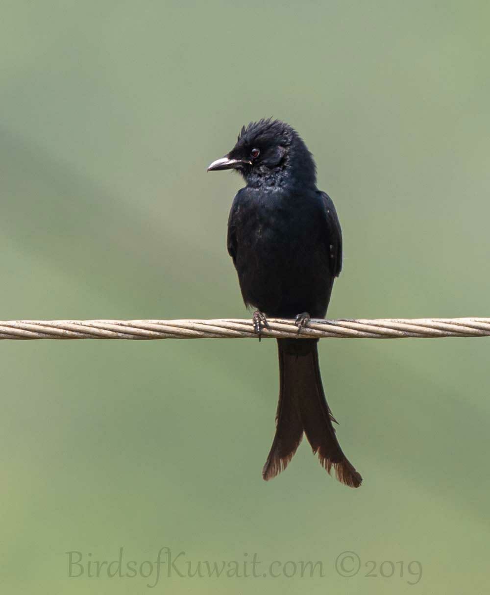 Black Drongo perched on a pylon