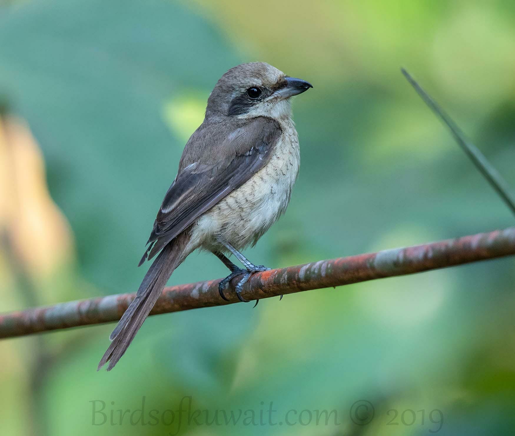 Brown Shrike perching on a branch of a tree