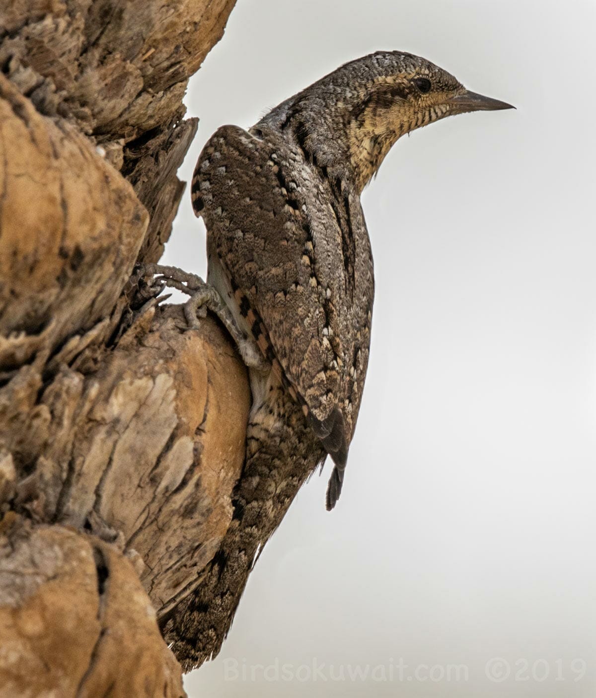 Eurasian Wryneck perching on a branch of a tree
