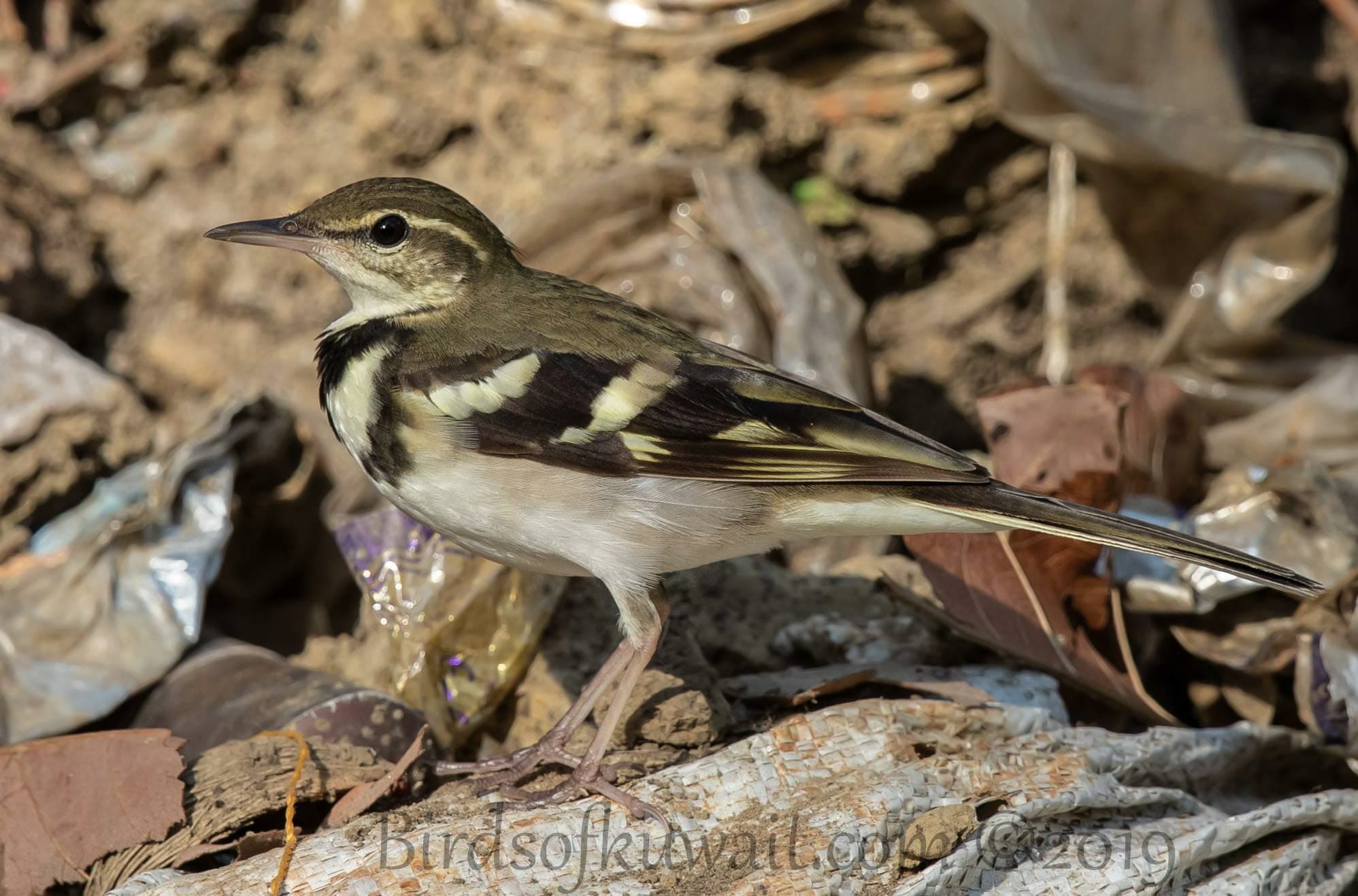 Forest Wagtail standing on the ground