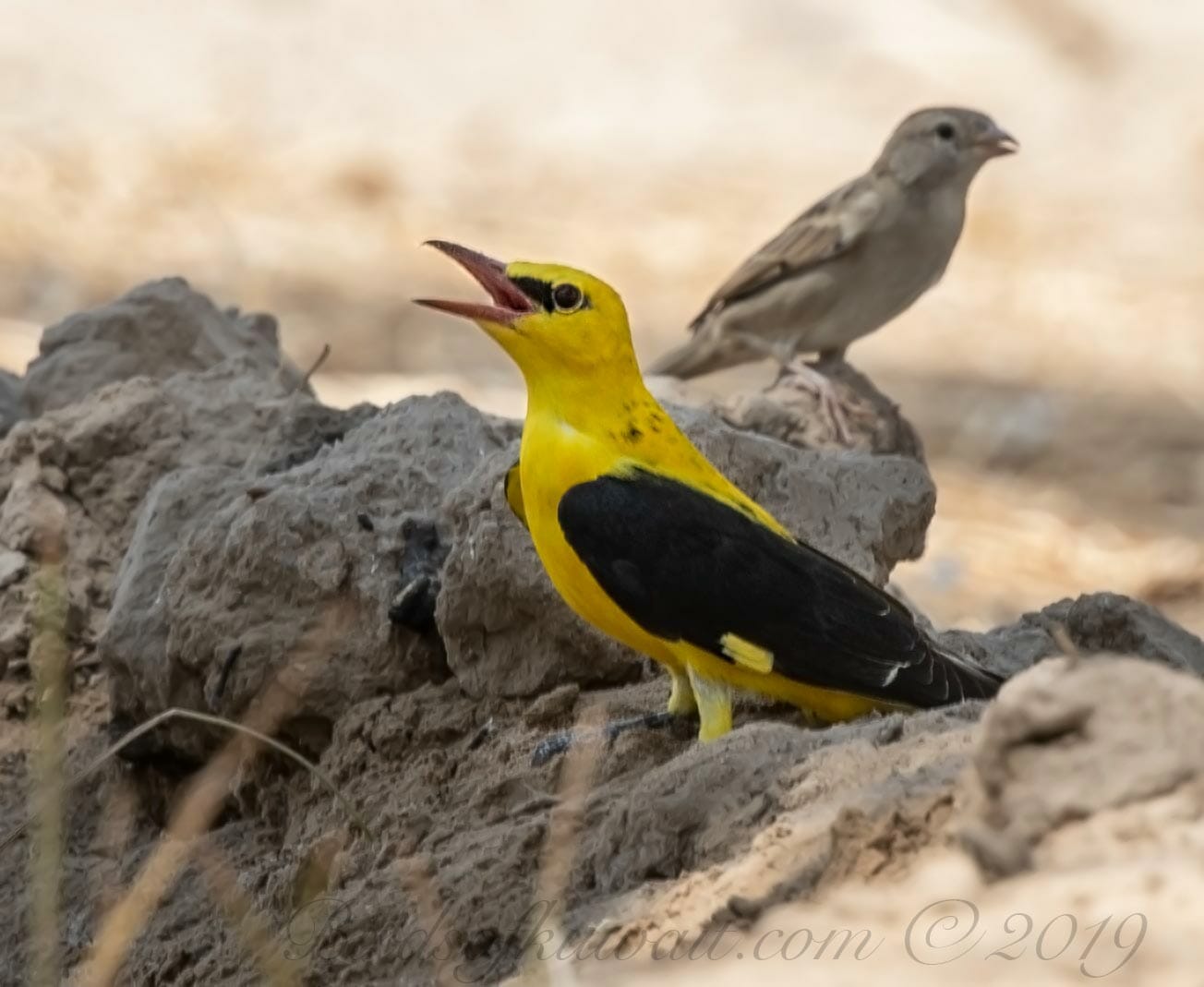 Eurasian Golden standing a mound