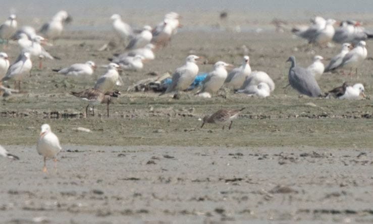 Great Knot feeding on ground