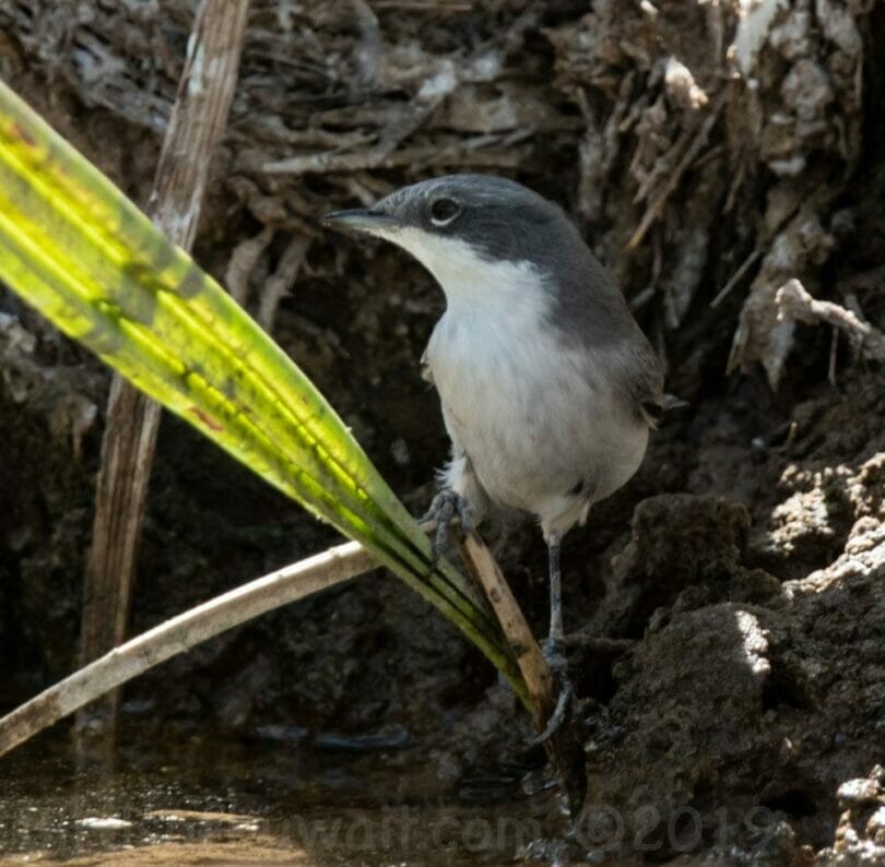 Hume's Whitethroat sitting on a stem