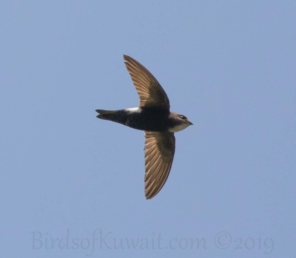 Little Swift in flight