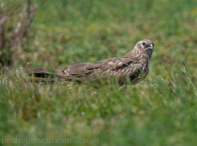 Montagu's Harrier on ground