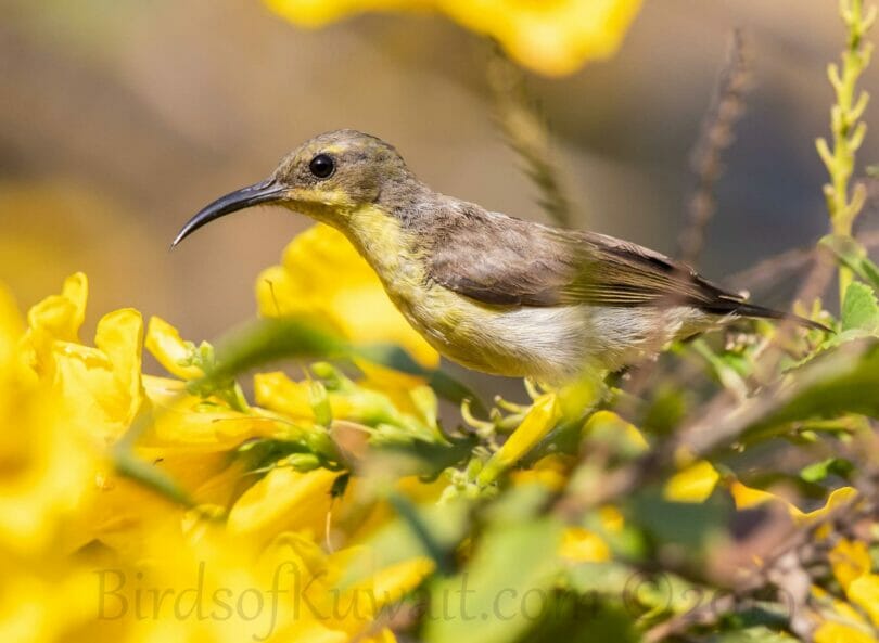 Ornate Sunbird Cinnyris ornatus perching on a branch of a tree