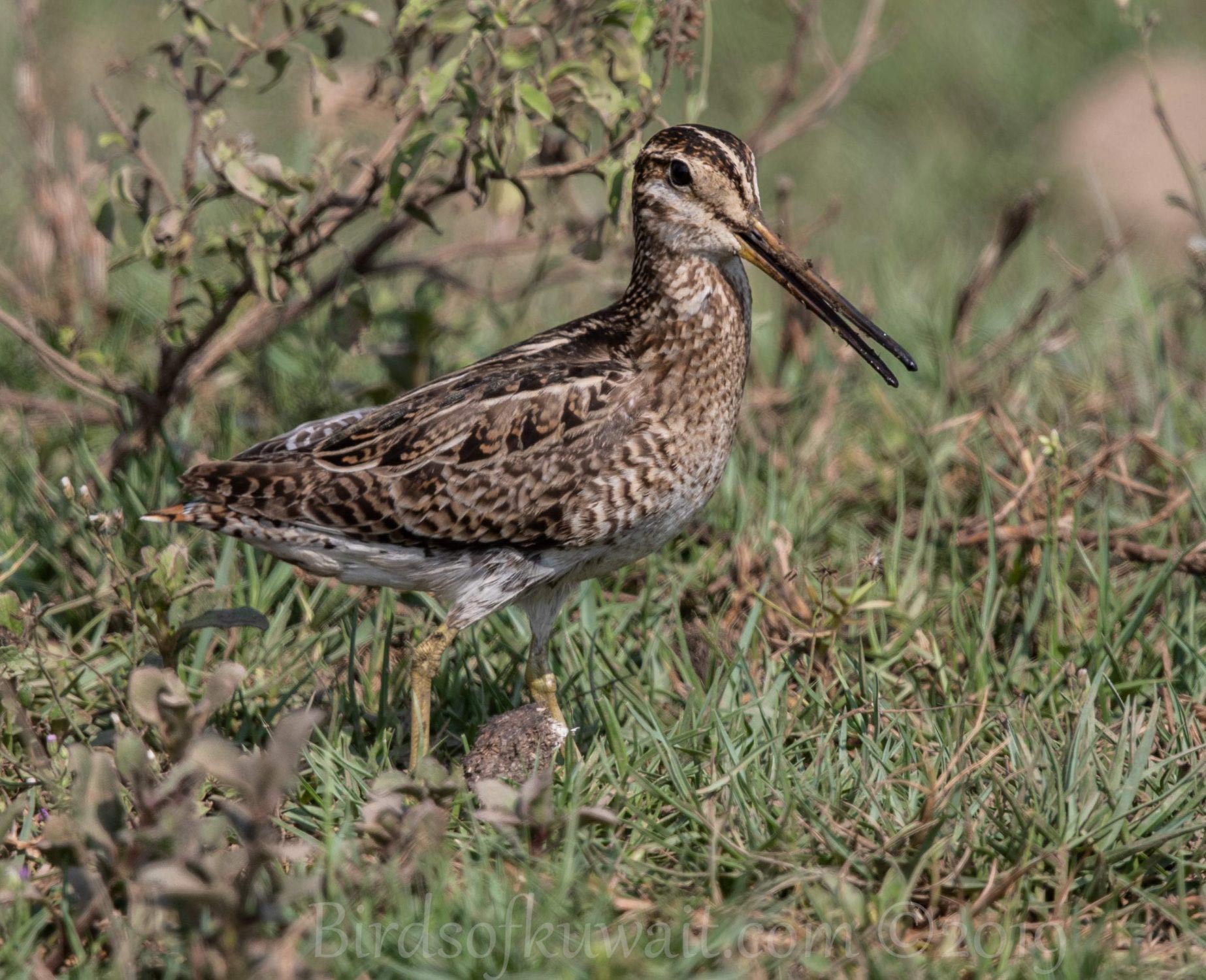 Pin-tailed Snipe on a grass