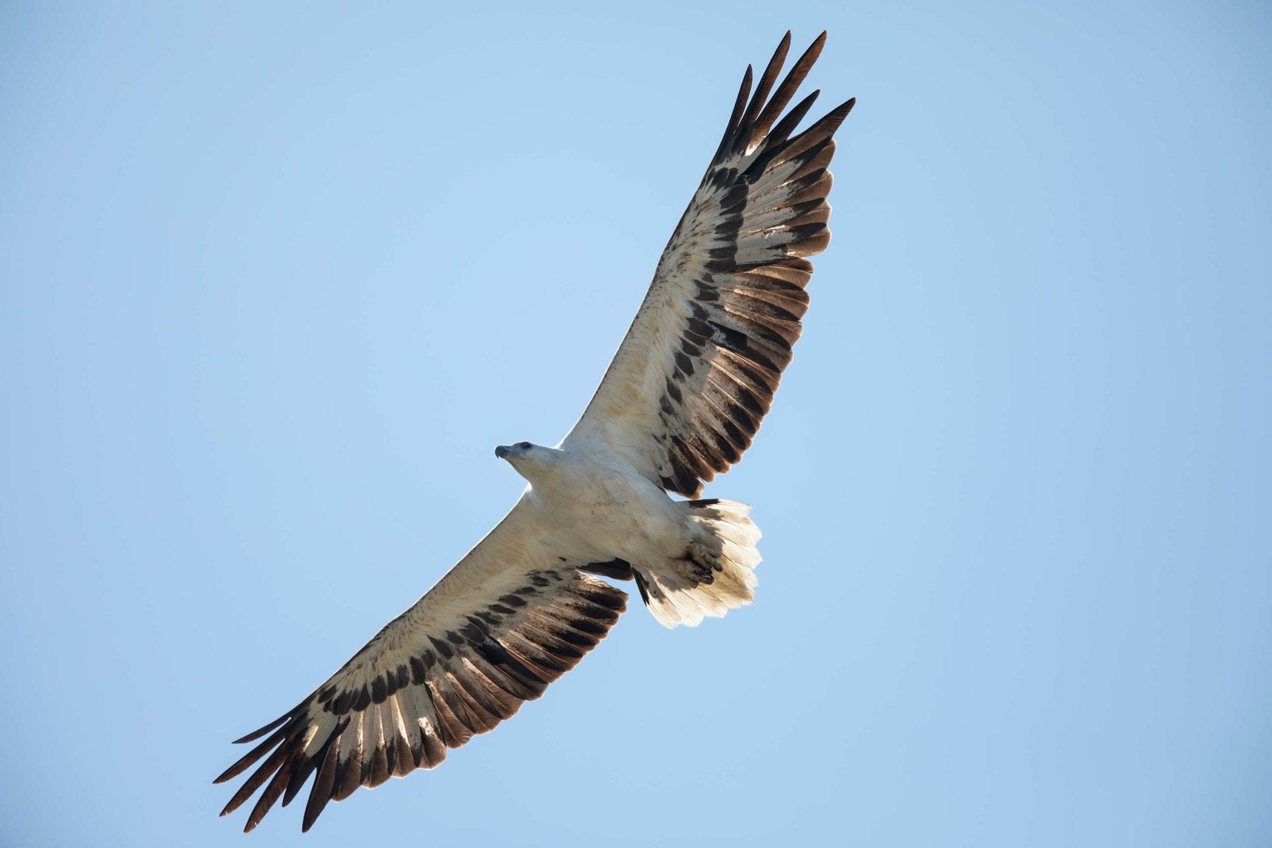 Whitebellied SeaEagle Haliaeetus leucogaster Bird Sightings from Kuwait