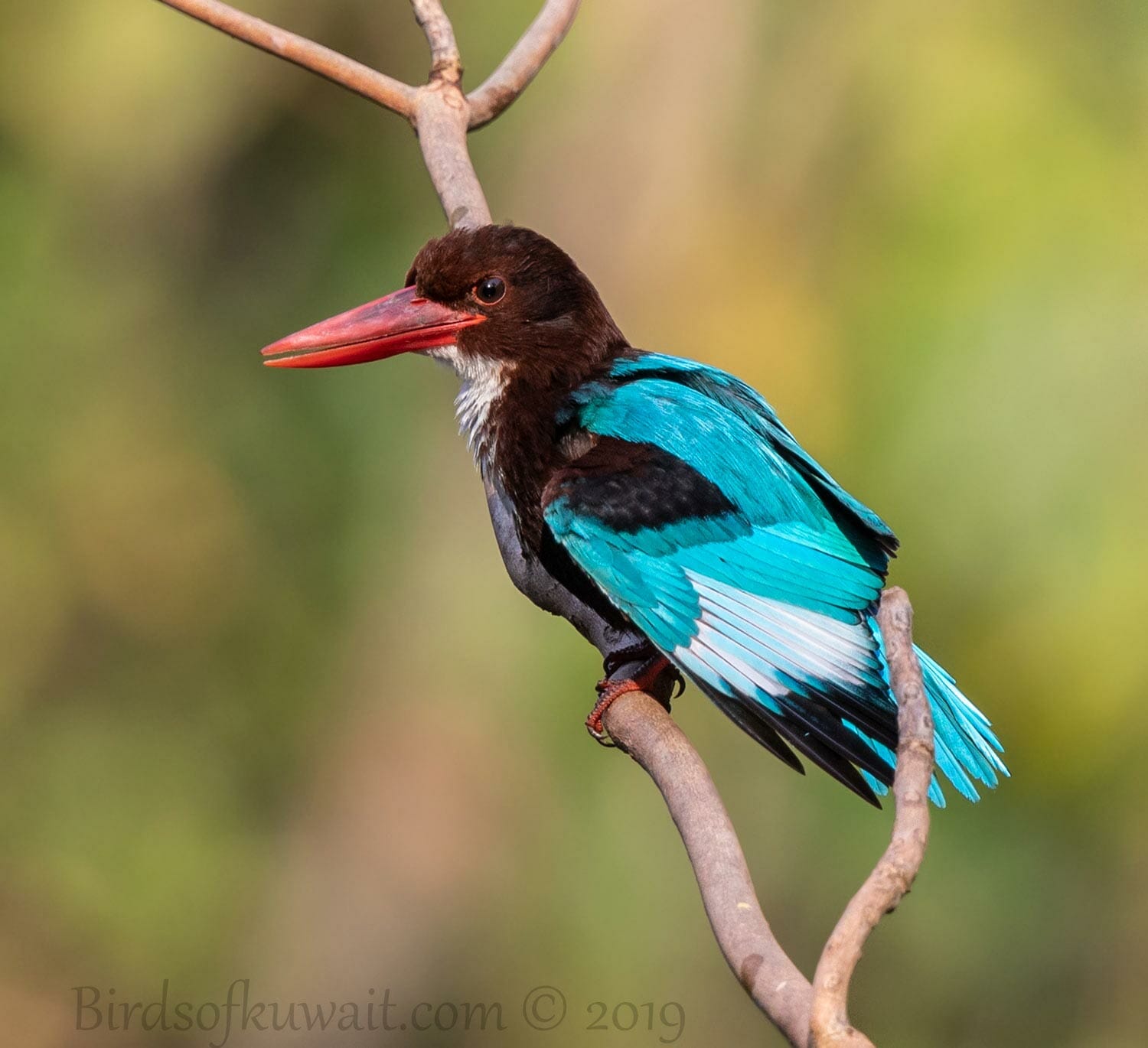 White-throated Kingfisher perching on a branch of a tree