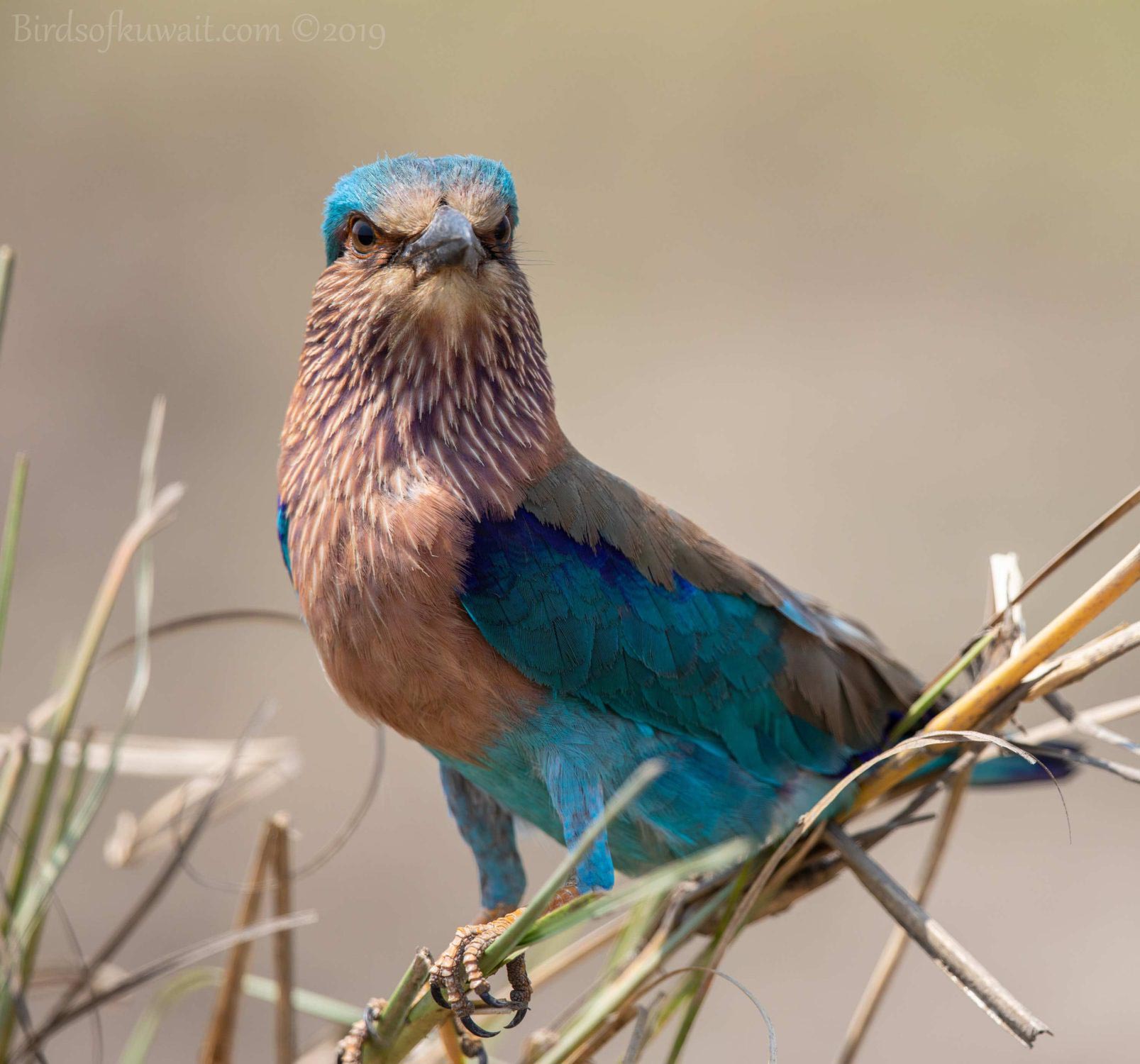 Indian Roller perching on a branch of a tree