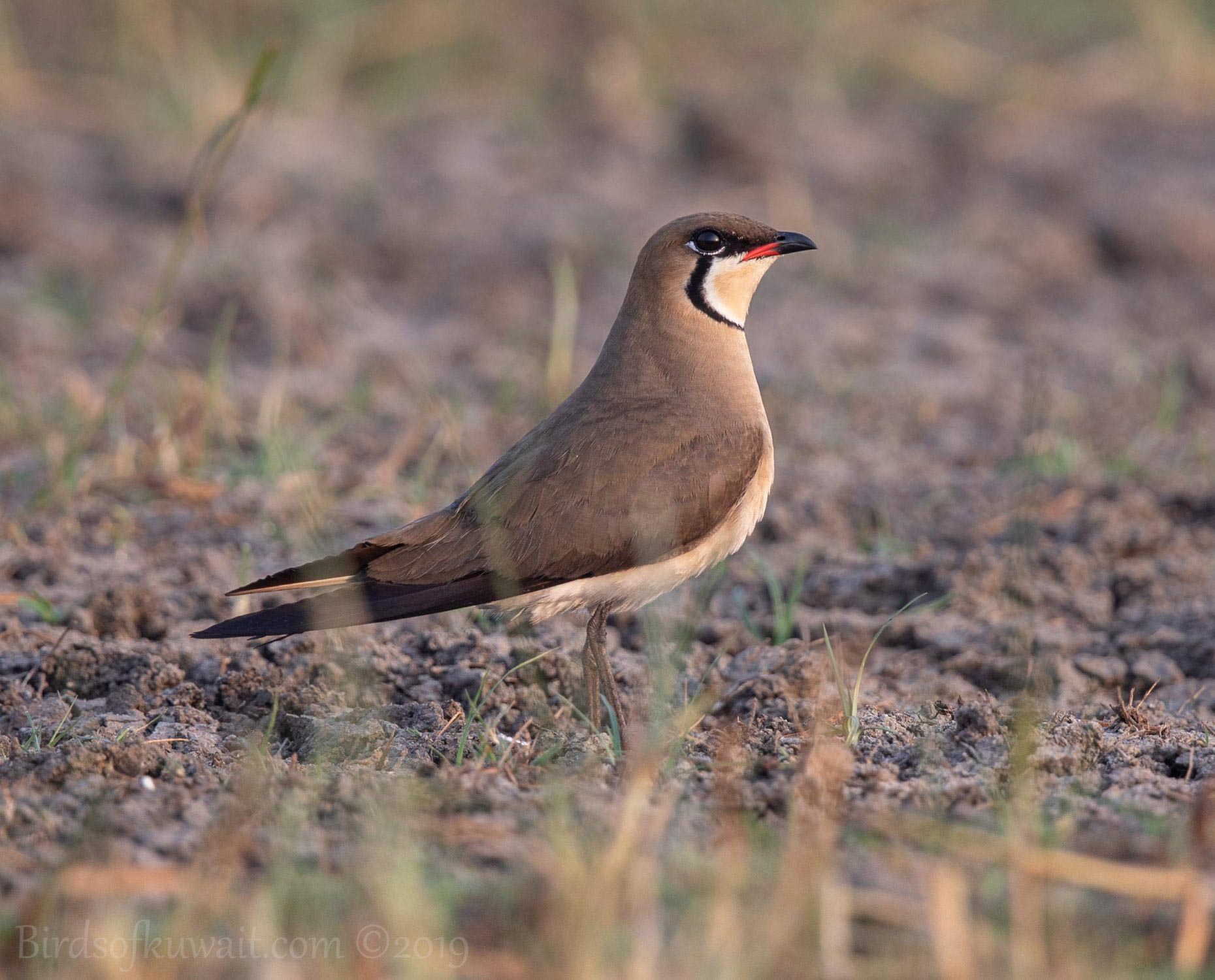 Oriental Pratincole standing on ground